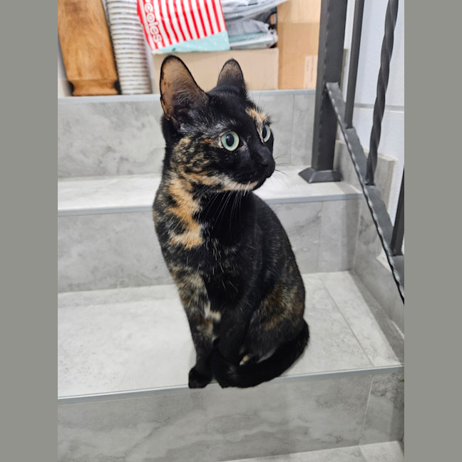 Photo of Meowie