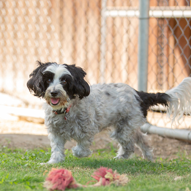 Photo of Ruby