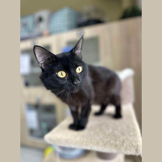 Photo of 🥛 Chia 5793 🥛