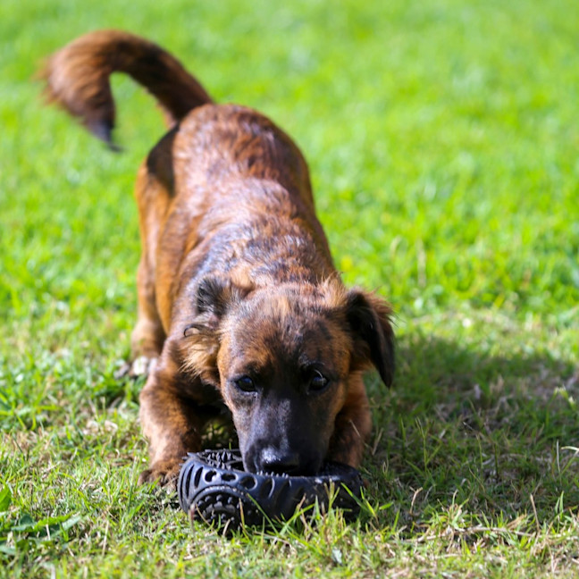 Photo of Onyx