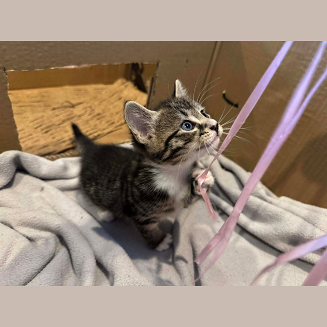 Photo of Yanni & Niko 