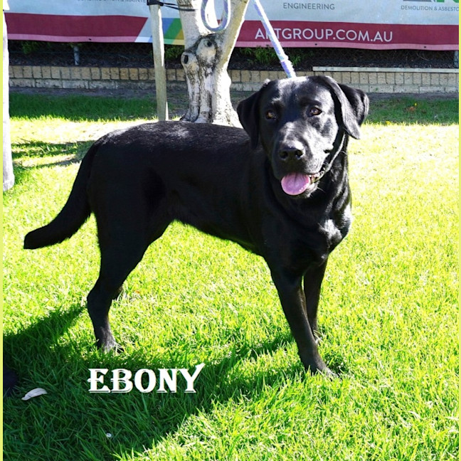 Photo of Ebony