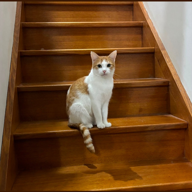 Photo of Ariel **2nd Chance Cat Rescue**