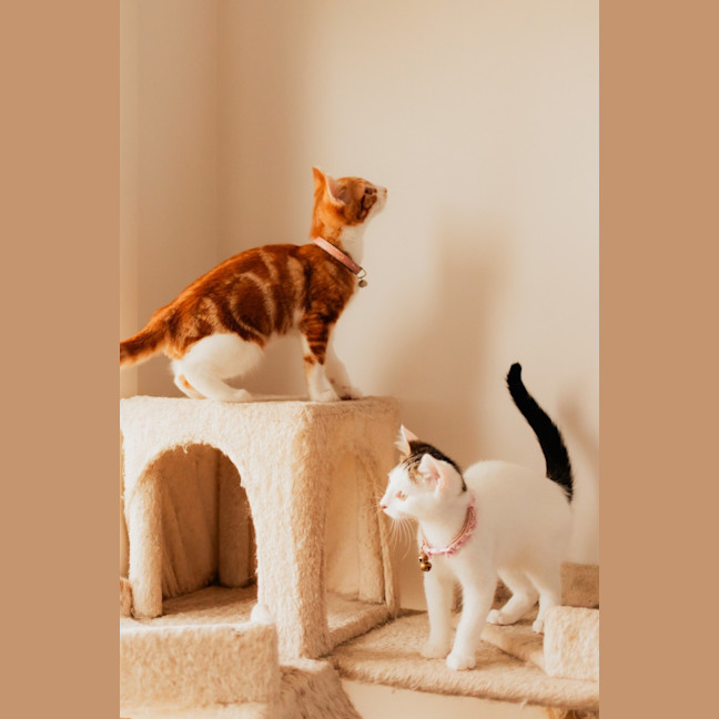 Photo of Phineas & Ferb