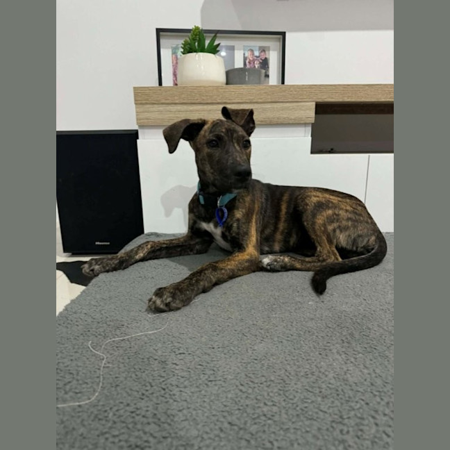 Photo of Remi   5 Month Old Bull Arab X