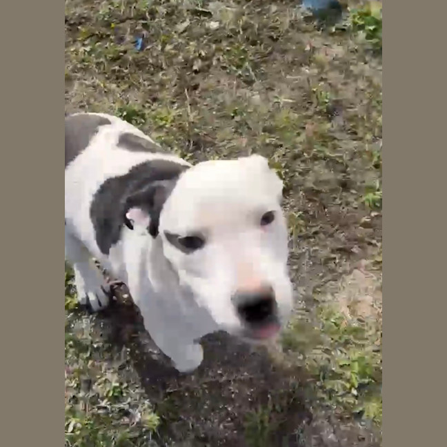 Photo of Apollo 