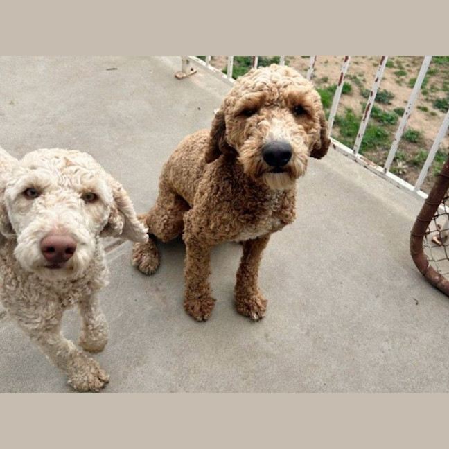 Photo of Patch And Stella Valenti