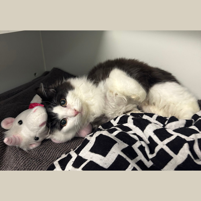 Photo of Snoopy 