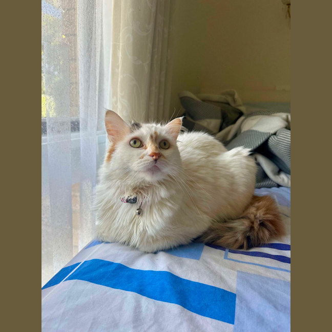 Photo of Cashew *9 Lives Project Rescue*