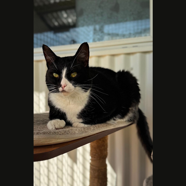 Photo of Maow Maow