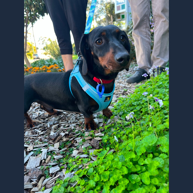 Photo of Bobbi & Chilli   4 Year Old Miniature Dachshunds