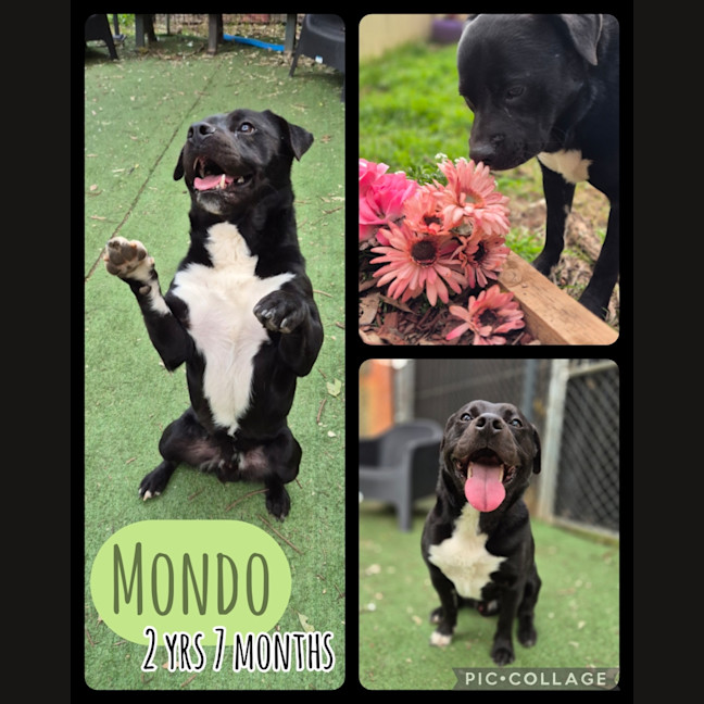 Photo of Mondo