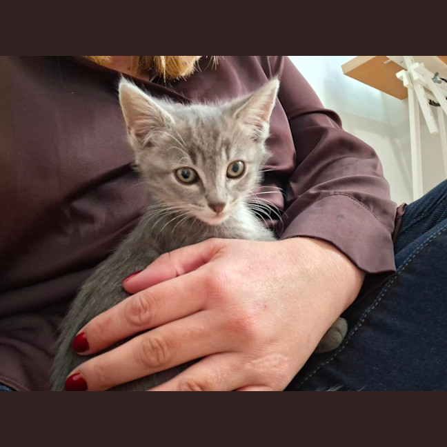 Photo of Otis
