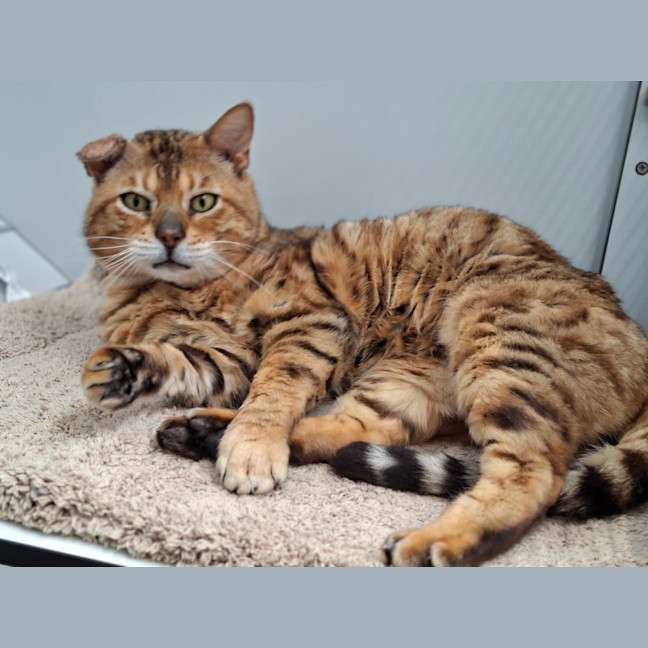 Photo of Neil Catrick Harris