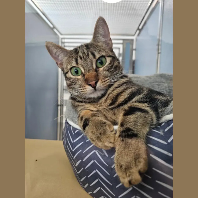 Photo of Biscuit