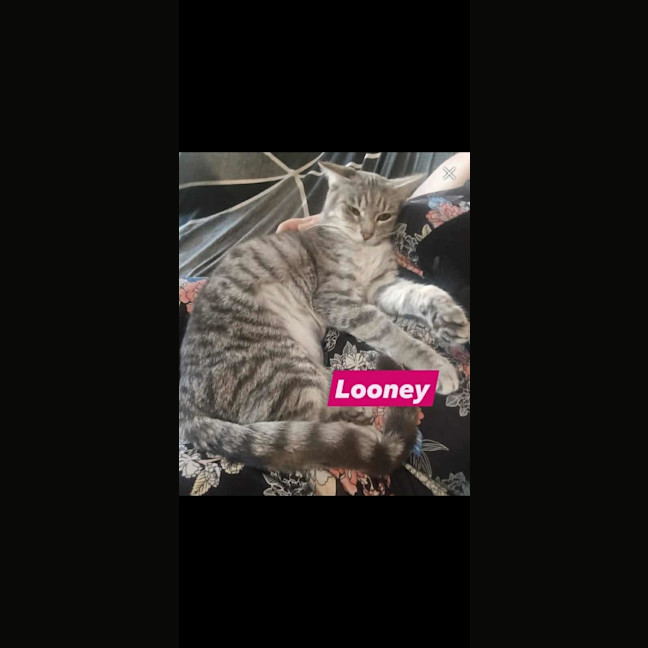 Photo of Looney❤️