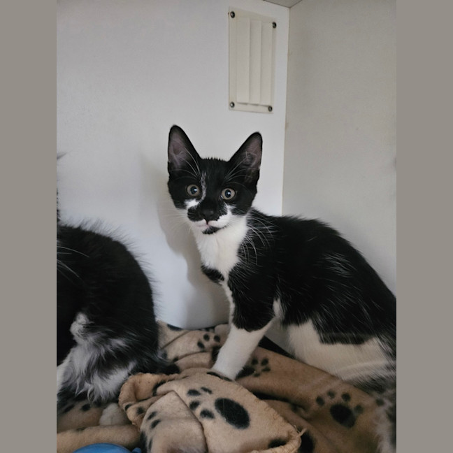 Photo of Cosmo