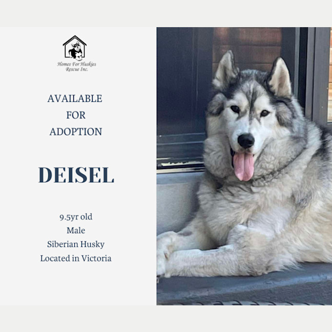 Photo of Deisel