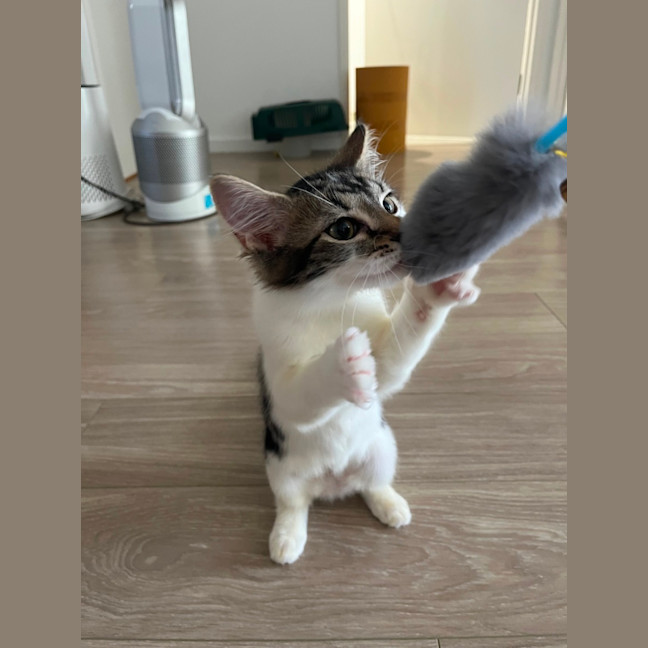 Photo of Minty 