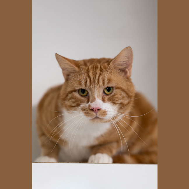 Photo of Chester