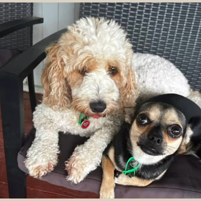 Photo of Beanz And Leo