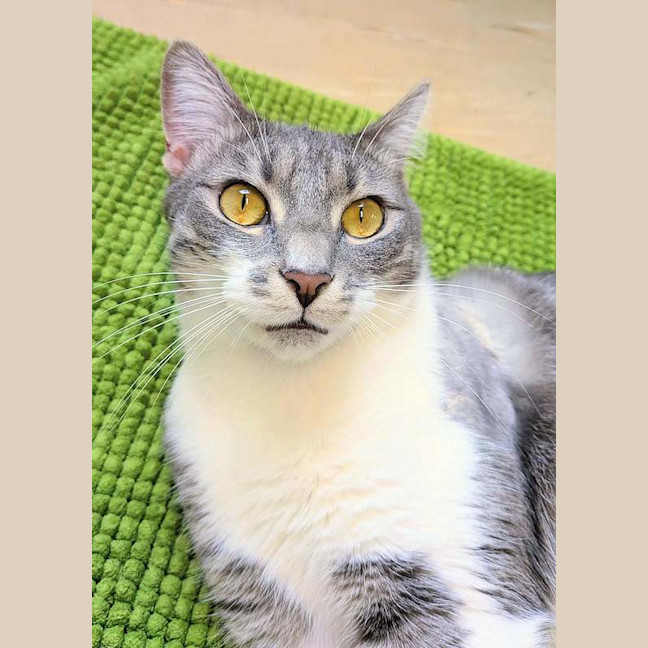 Photo of Nova
