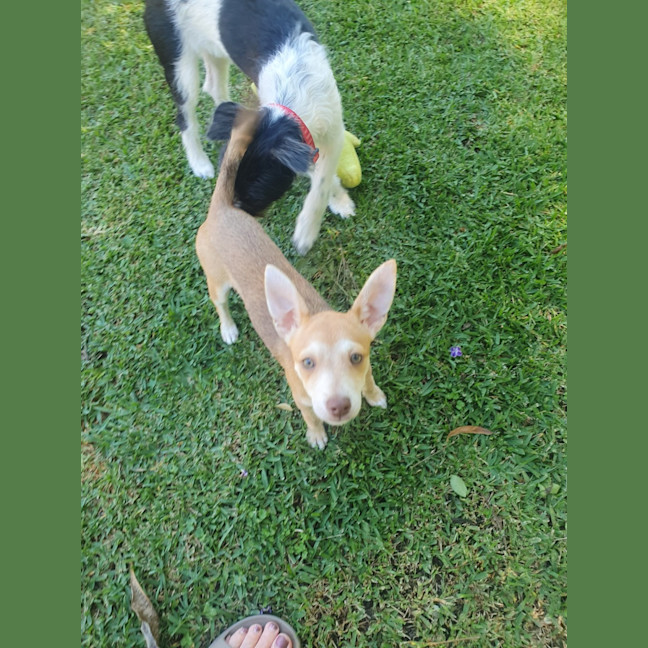 Photo of Nala
