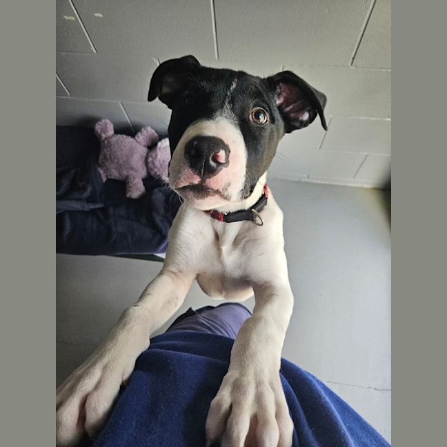Photo of Marley