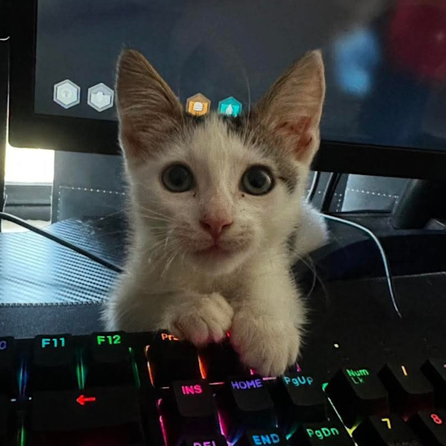 Photo of Cynder