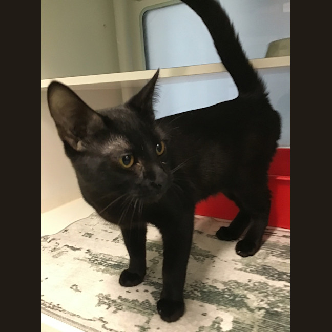 Photo of Binx