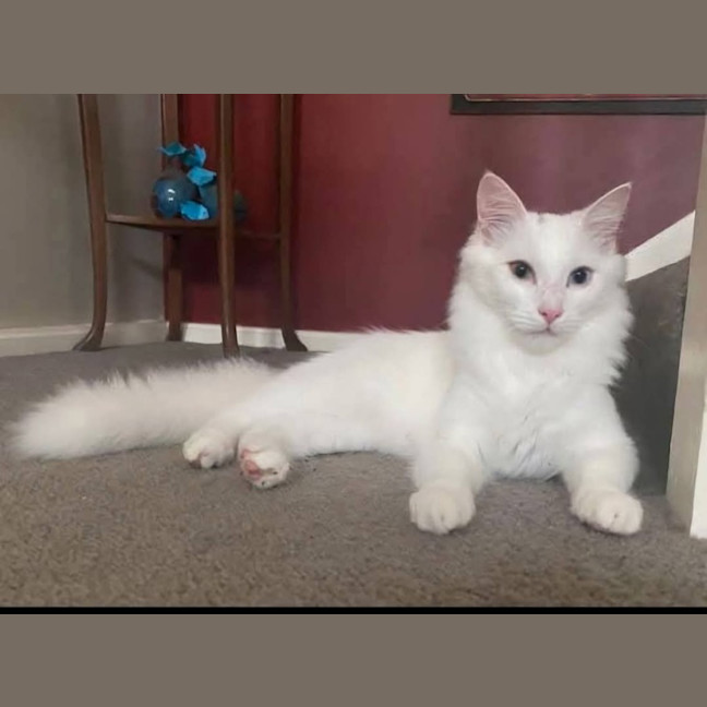 Photo of Smudge