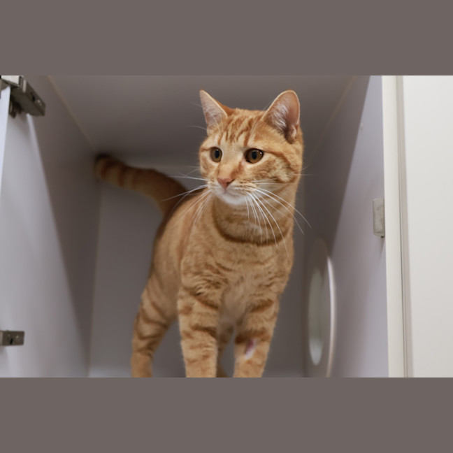 Photo of Mimo
