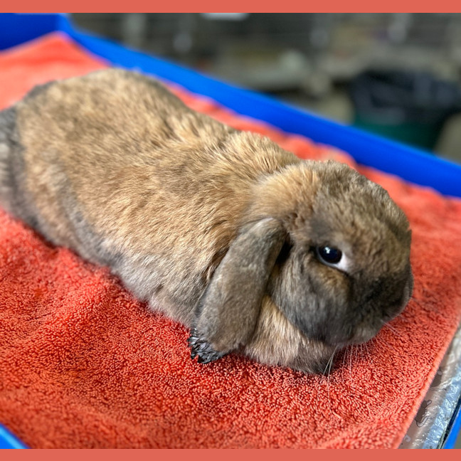 Photo of Dexter