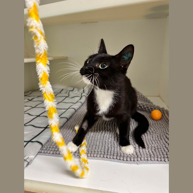 Photo of 🥚 Benedict 5765 🥚