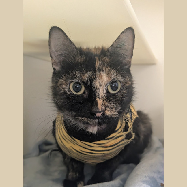 Photo of 🪶 Feather Duster 6547 🪶