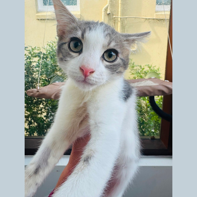 Photo of Marshmallow