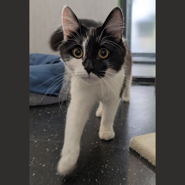 Photo of Checkers