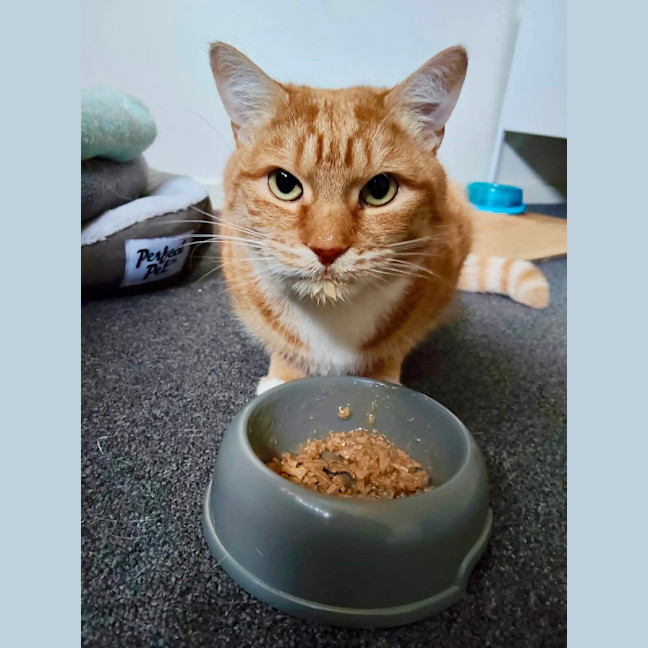 Photo of Gingy