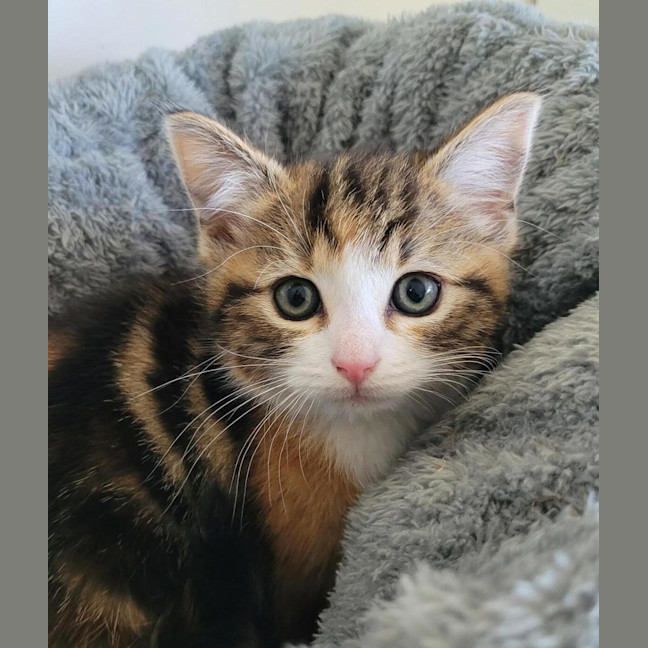 Photo of Betty Rubble