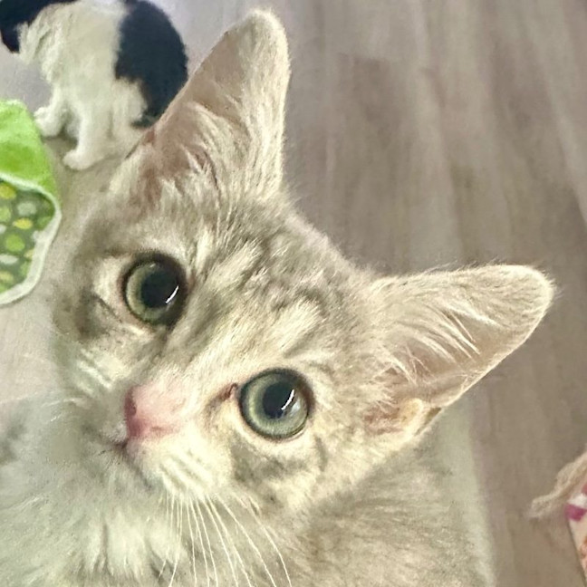 Photo of Niko