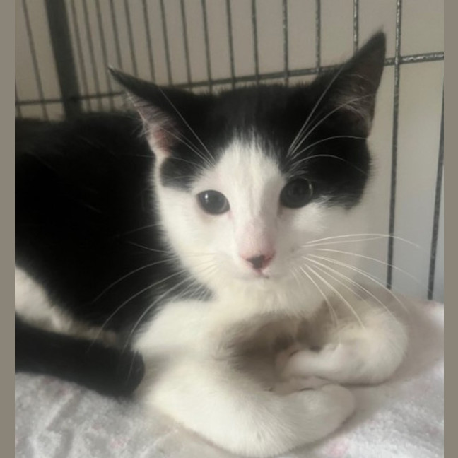 Photo of Charlie Chaplin