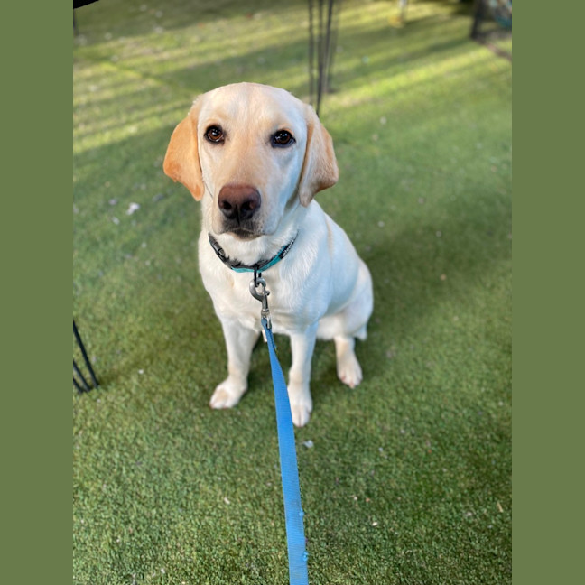 Photo of Honey