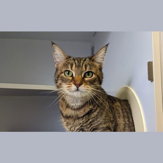 Photo of Nala
