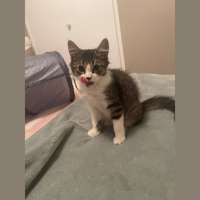 Photo of Alfie
