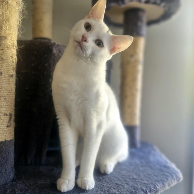 Photo of Haku   Located In Preston