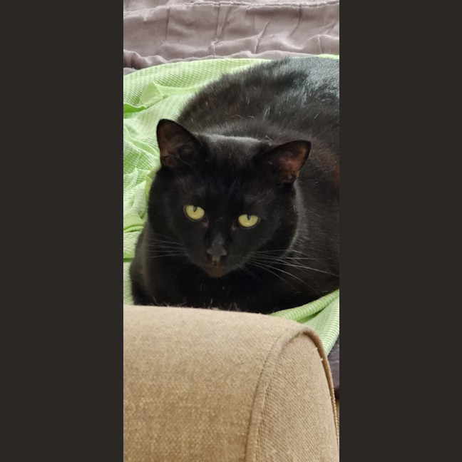 Photo of Basil Sta012346