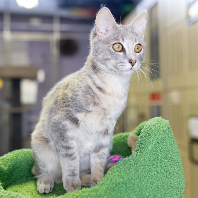 Photo of Dolcie