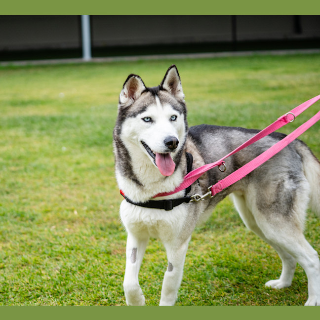 Photo of Freya