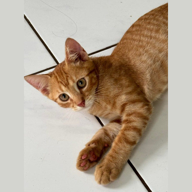 Photo of Rocket