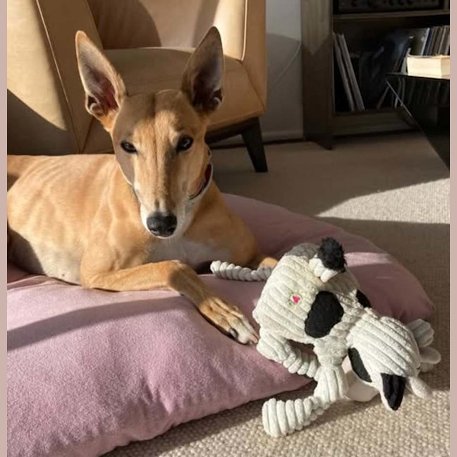 Photo of Clover The Greyhound